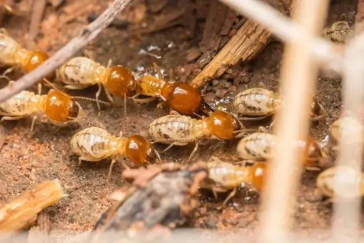 The Silent Destroyers: How to Detect and Defeat Hidden Pests